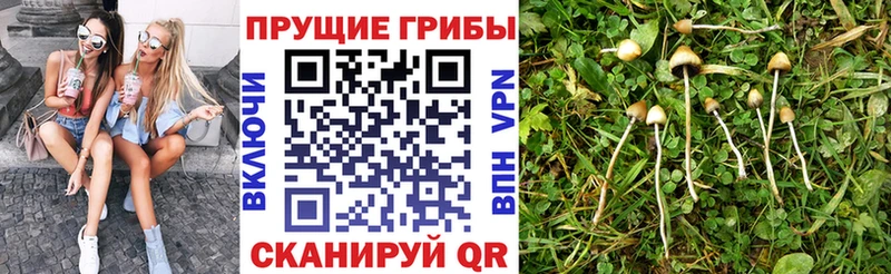 Галлюциногенные грибы Psilocybe  купить наркоту  Короча 